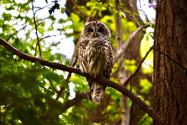 A photo of a young barred owl believed to be Barry, a local celebrity, perched on a tree branch in Central Park.